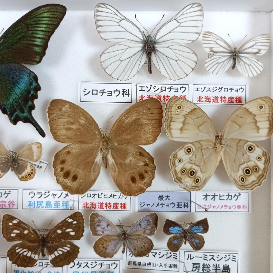 ３/17まで掲載：日本の稀少蝶 地域特産種・局地発生（亜）種