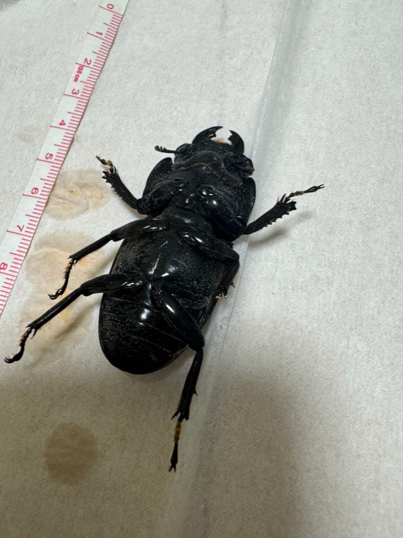 KDT血統　スマトラオオヒラタクワガタ　特大♀ 61.3mm 標本用