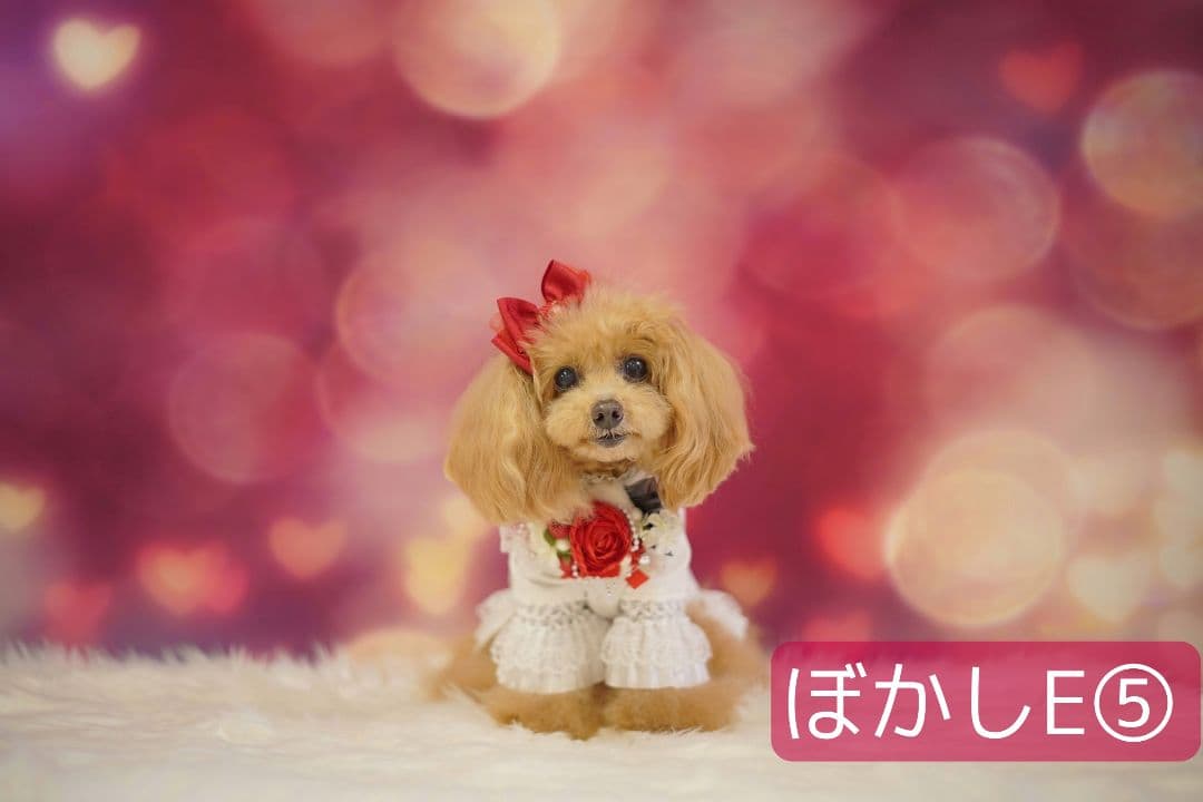 背景布×10枚+2　ペット撮影用ブース　トリミングチョーカー販売中　ペットサロン