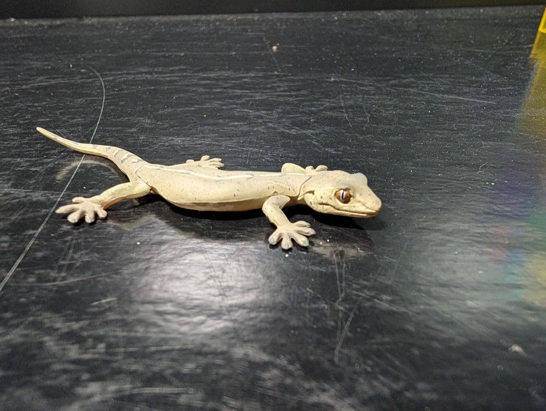 チョコQ 　日本の動物7 全23種＋シークレット3種＋シークレット＋1