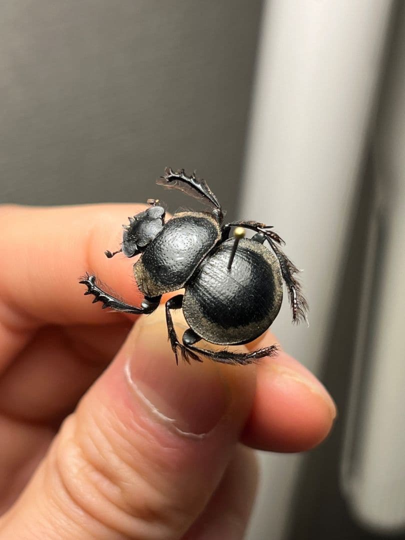 【20mm】Pachysoma striatum パキソマ フンチュウ 標本