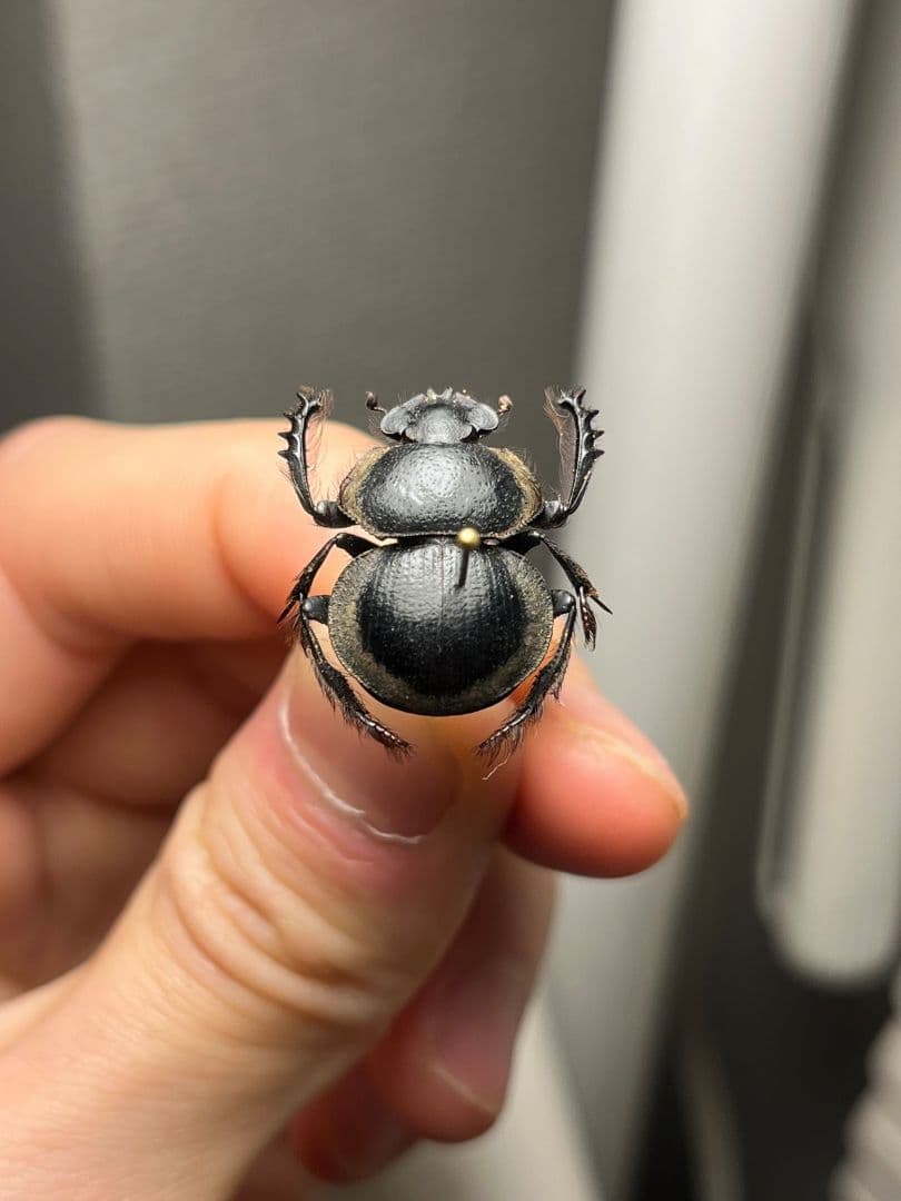 【20mm】Pachysoma striatum パキソマ フンチュウ 標本