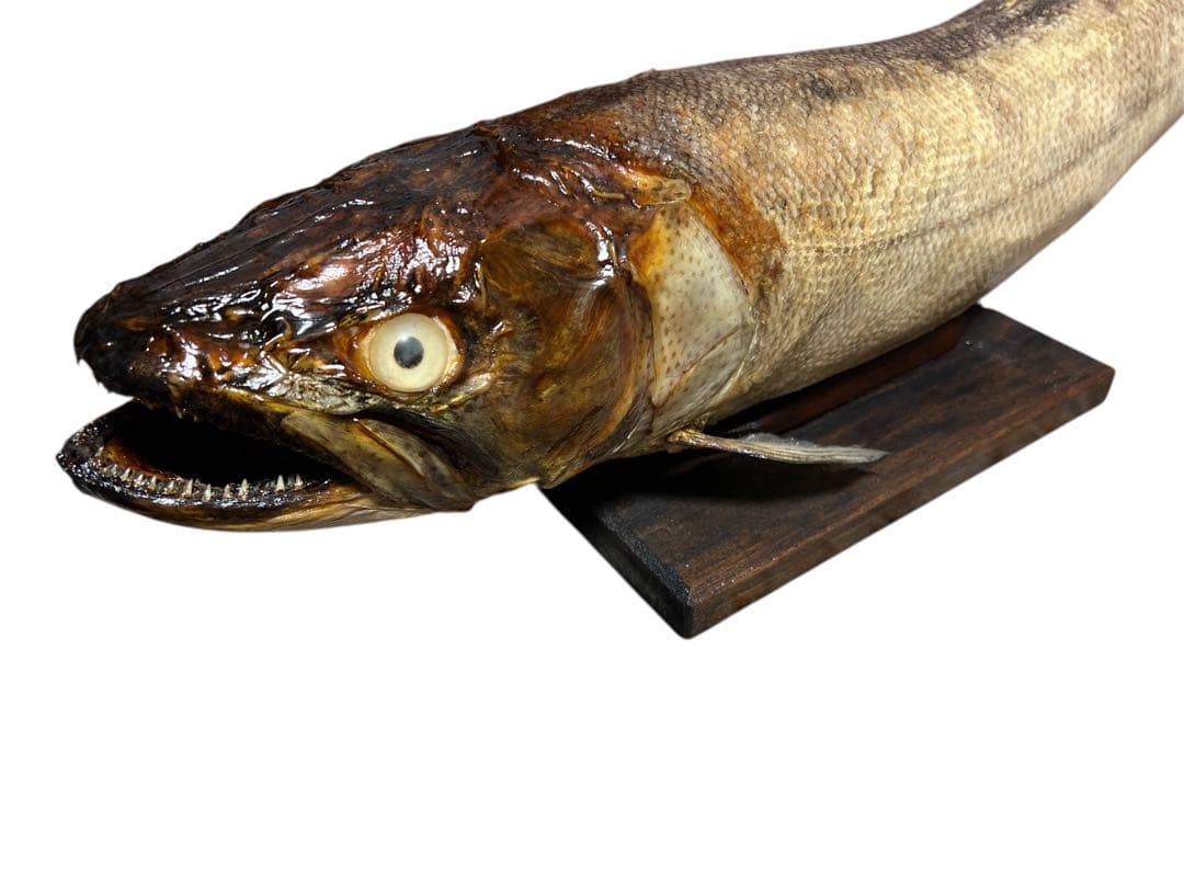 幻の魚 大型 94cm イトウ 剥製 標本