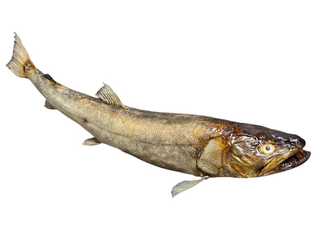 幻の魚 大型 94cm イトウ 剥製 標本