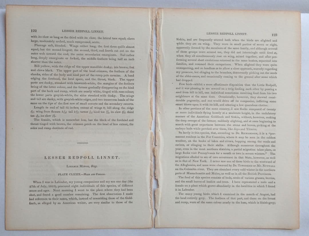 【リトグラフ】オーデュボン「アメリカの鳥類」NO.36 PL.179 単葉 初版