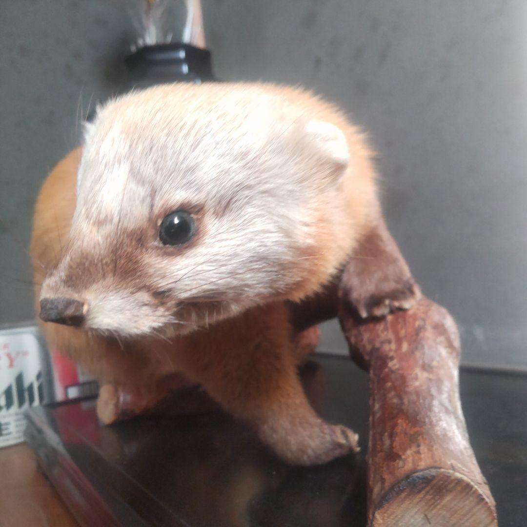 剥製 てん 約45cm