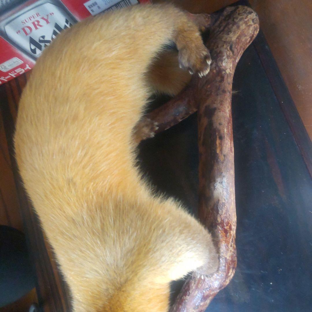 剥製 てん 約45cm