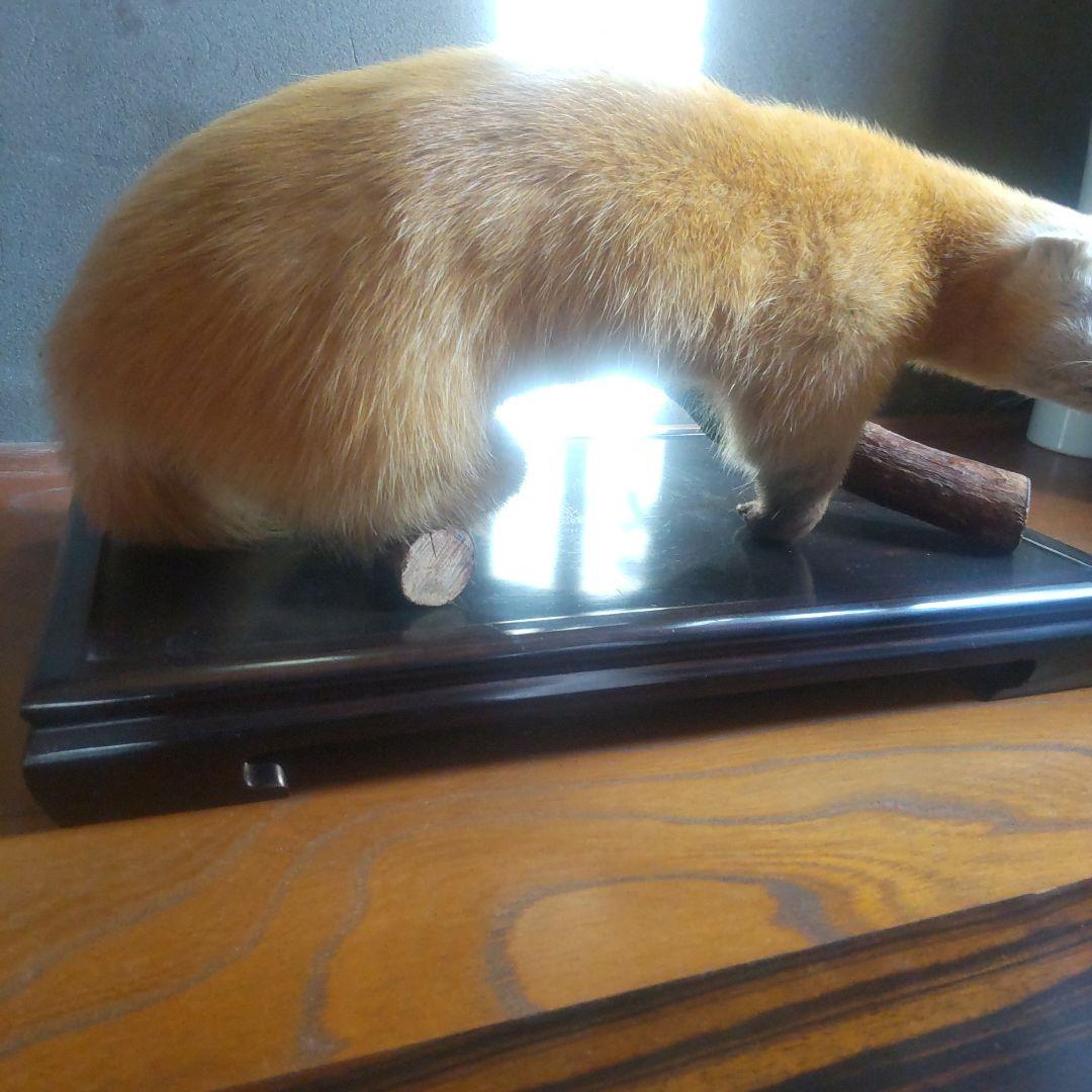 剥製 てん 約45cm