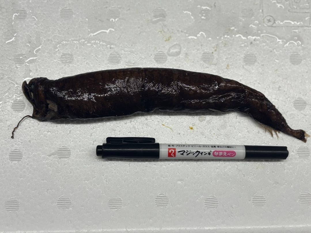 ホテイエソ液浸標本