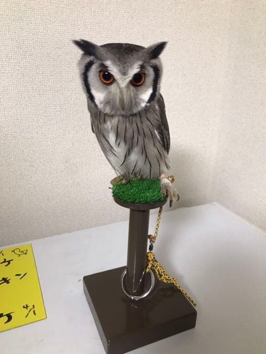 【オーダー用】フクロウ用　パーチ、ファルコンブロック　猛禽類