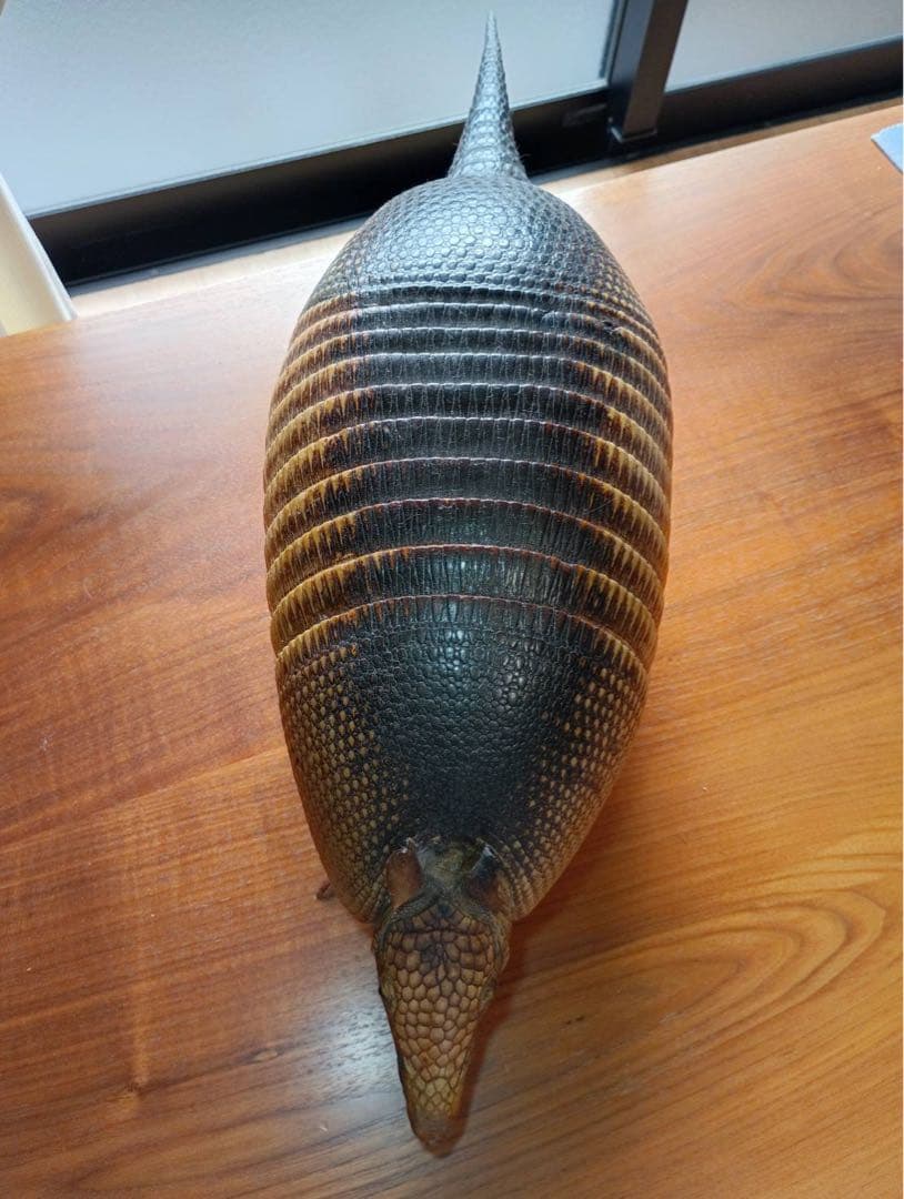 ココノオビアルマジロ　剥製　ワシントン条約 ・日本国内法（種の保存法）対象外