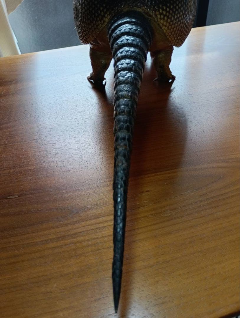 ココノオビアルマジロ　剥製　ワシントン条約 ・日本国内法（種の保存法）対象外