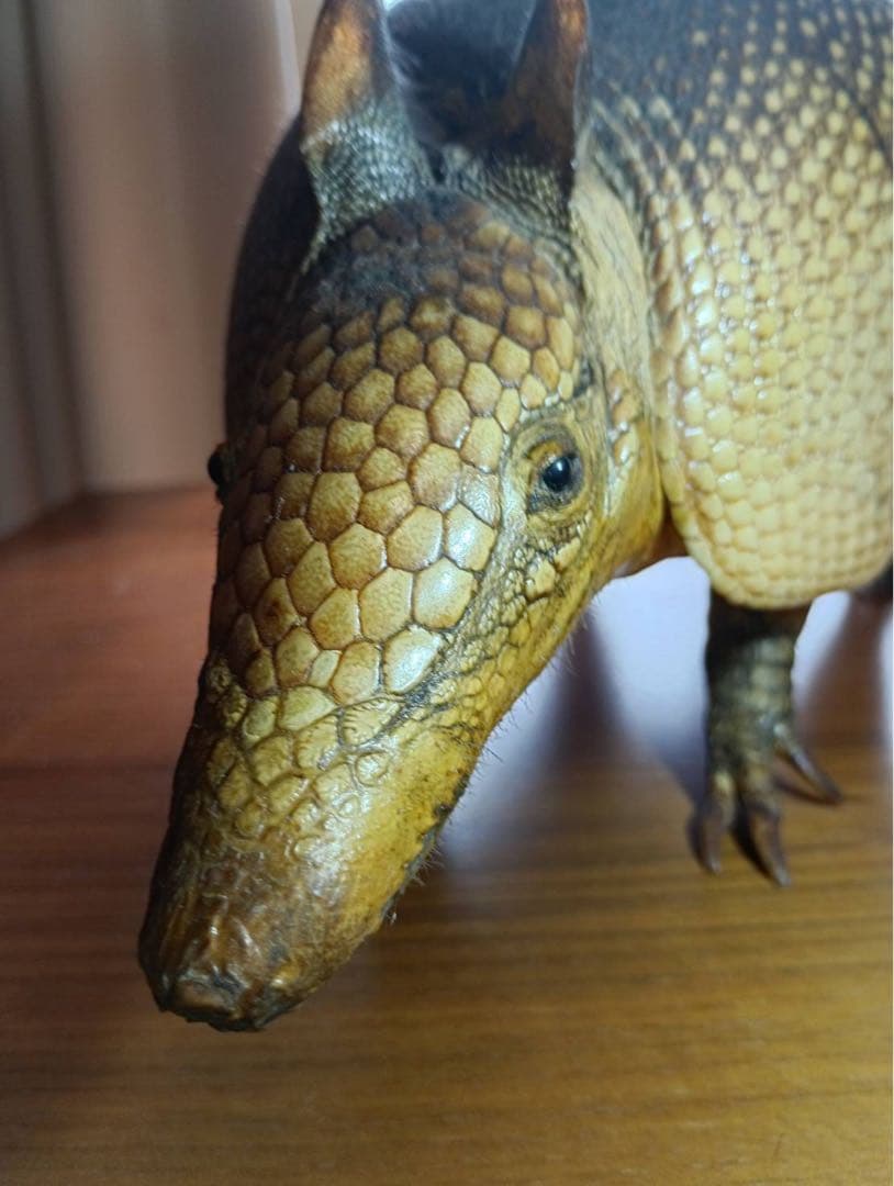 ココノオビアルマジロ　剥製　ワシントン条約 ・日本国内法（種の保存法）対象外