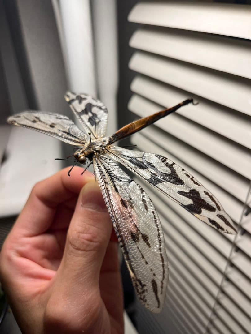 【蜻蛉最大種】Palpares sp.アミメカゲロウウスバカゲロウトンボゼミセミ