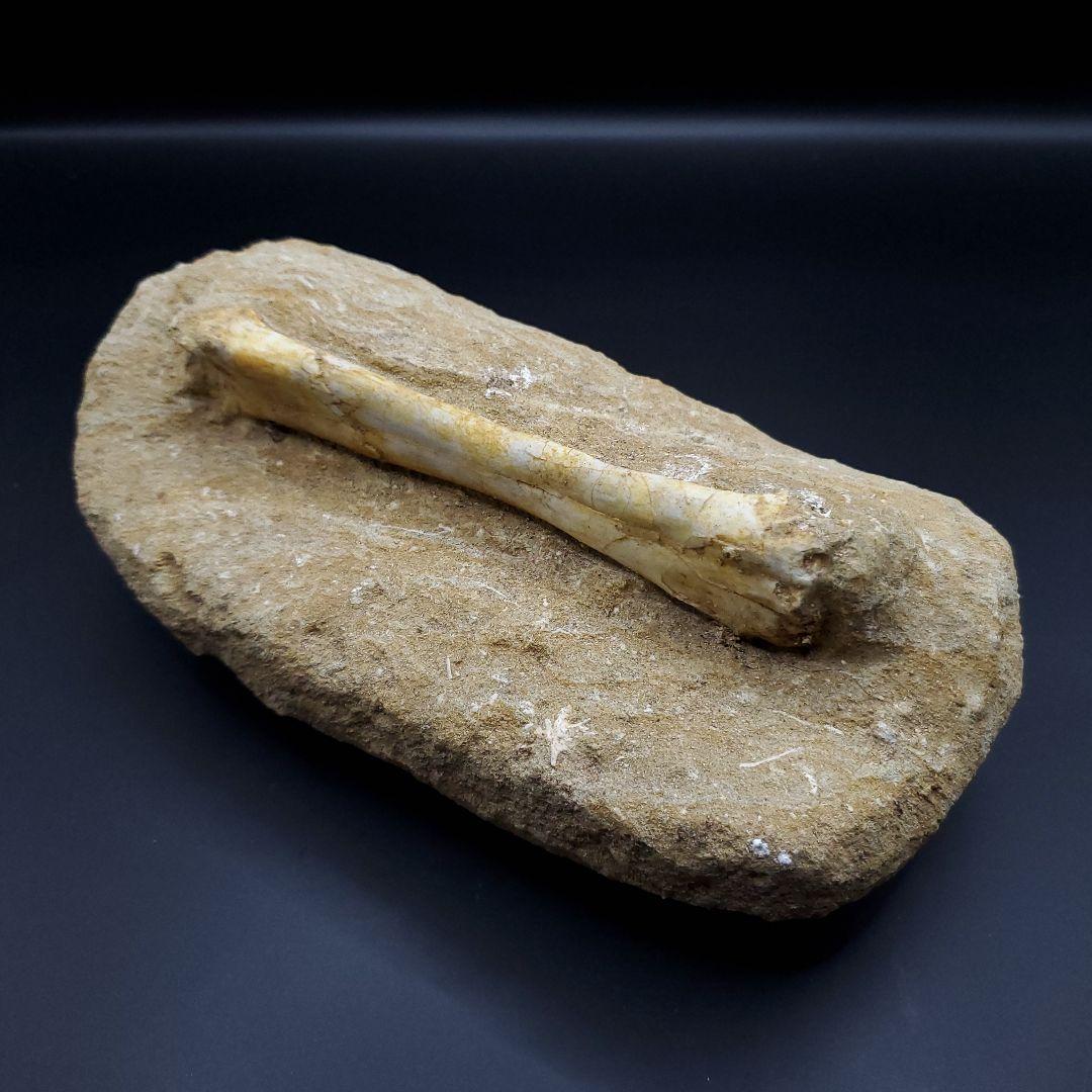 希少 翼竜 アルシオーネ 骨 化石 本物 モロッコ産 190.47mm yk3