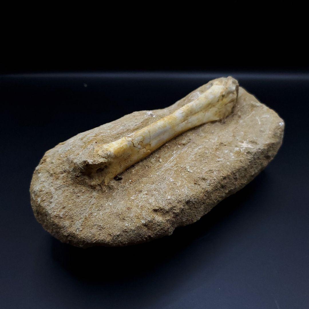 希少 翼竜 アルシオーネ 骨 化石 本物 モロッコ産 190.47mm yk3