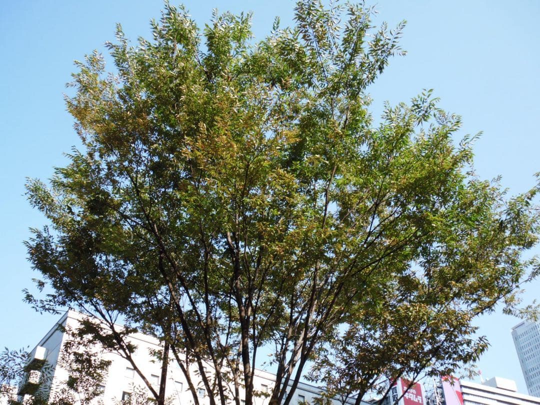 【作例あり】FUJIFILM finepix Z300 ピンク CCDセンサー