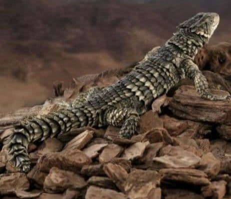 新品輸送箱未開封 いきもの大図鑑アルティメット ナイルワニ＆オオヨロイトカゲ