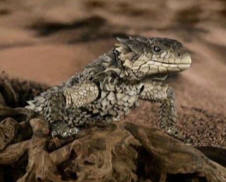 新品輸送箱未開封 いきもの大図鑑アルティメット ナイルワニ＆オオヨロイトカゲ