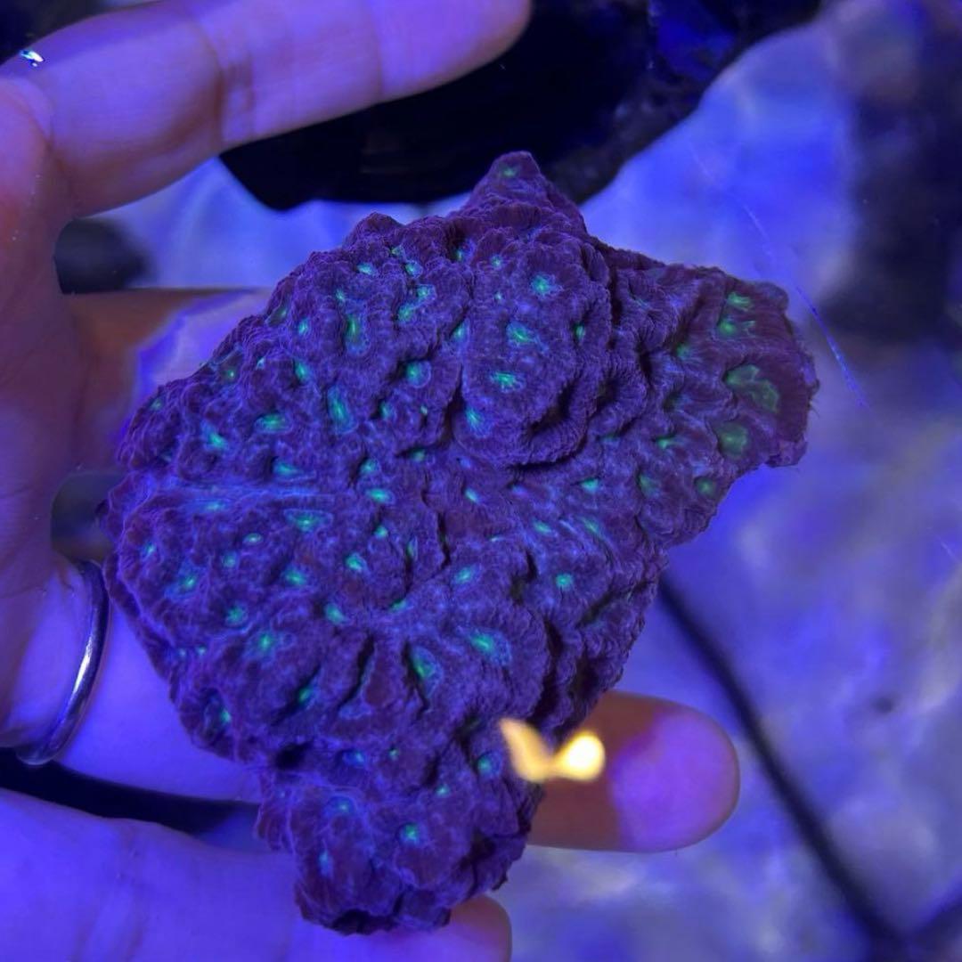 【★】ライブロックセット　海藻ミルおまけ