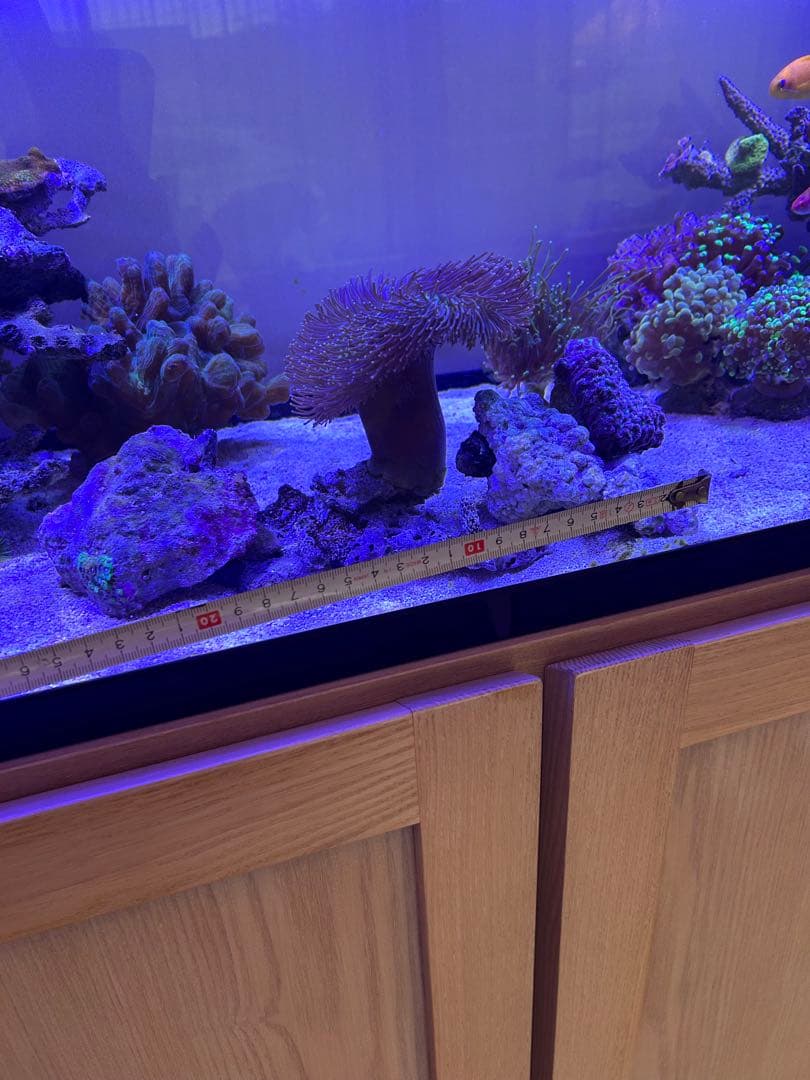 【★】ライブロックセット　海藻ミルおまけ