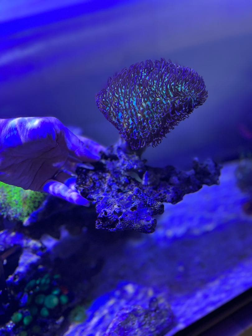 【★】ライブロックセット　海藻ミルおまけ