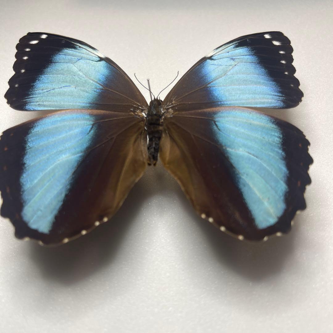 モルフォ蝶Patroclus Orestes.