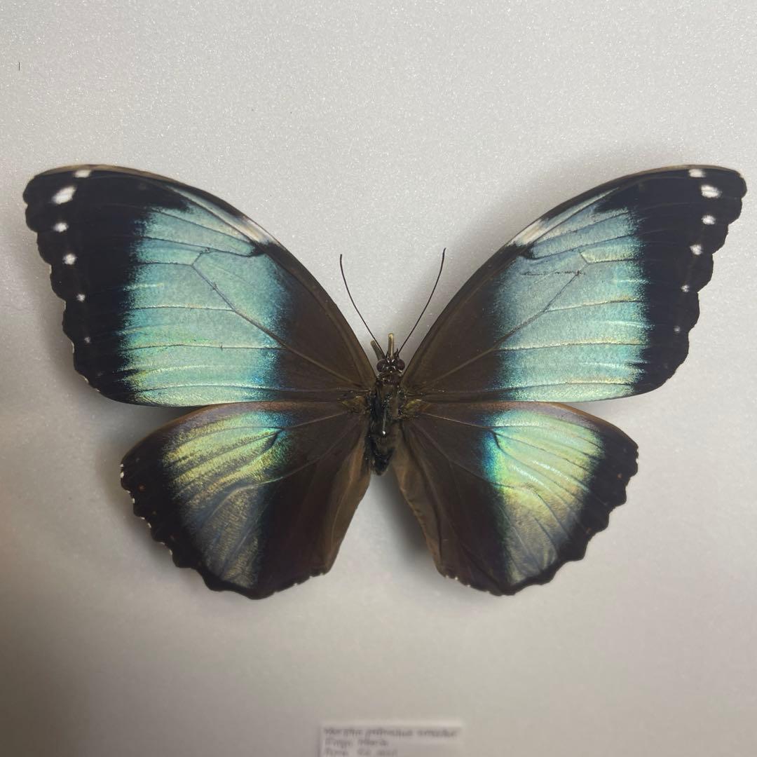 モルフォ蝶Patroclus Orestes.