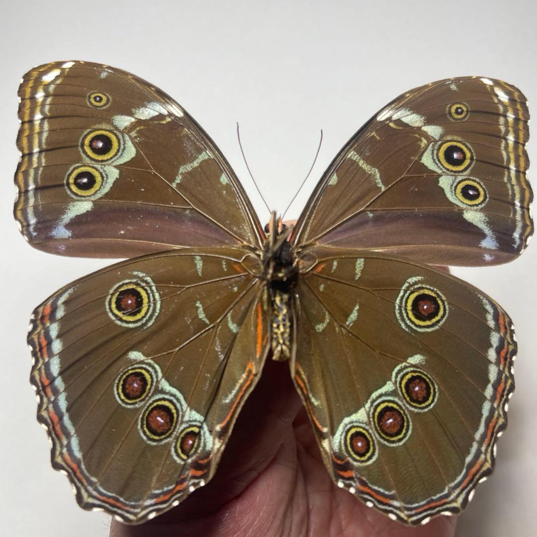 モルフォ蝶Patroclus Orestes.