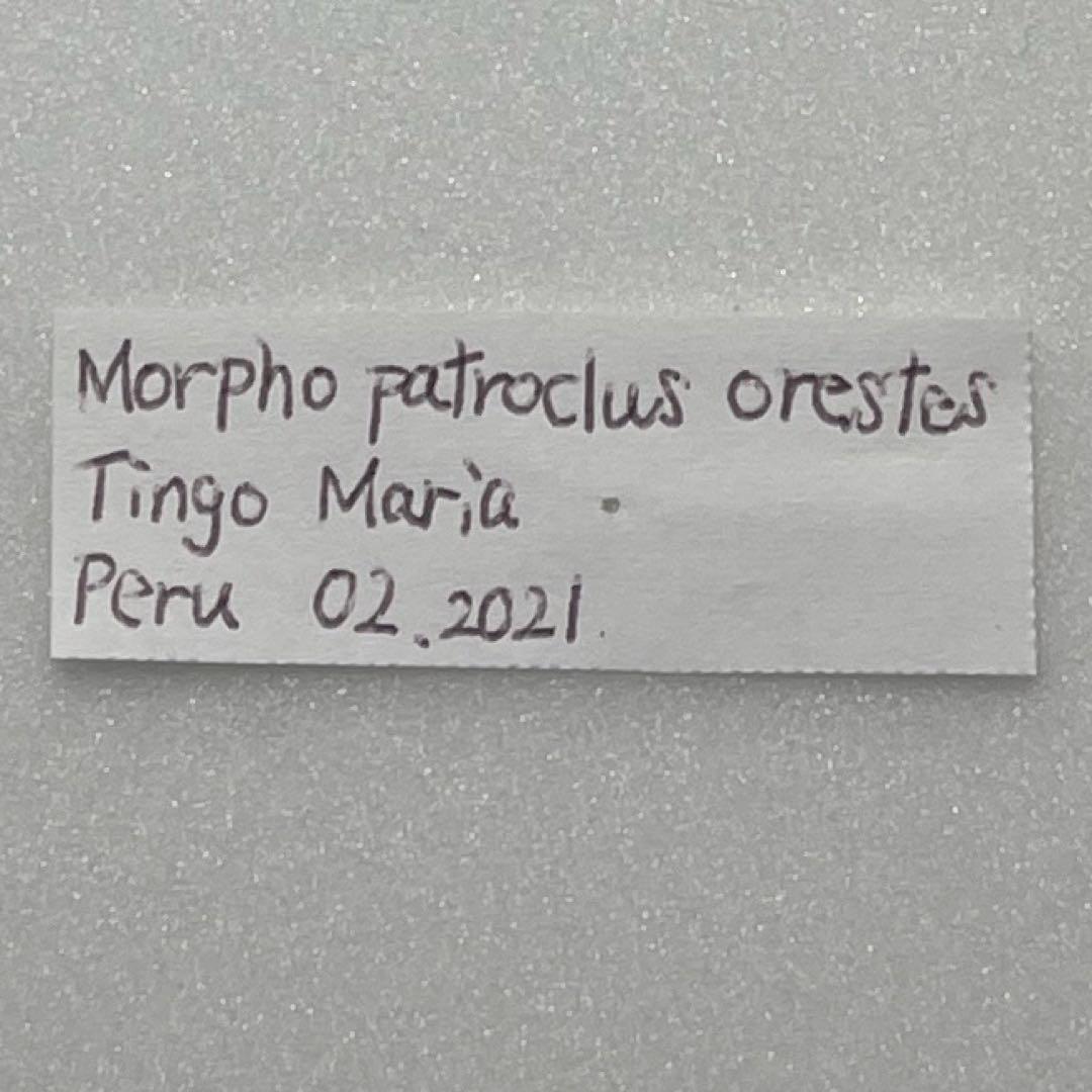 モルフォ蝶Patroclus Orestes.