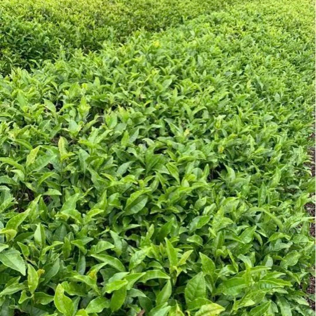 八女茶(特上煎茶)2袋(ほうじ茶)12袋(玄米茶)12袋ヒー