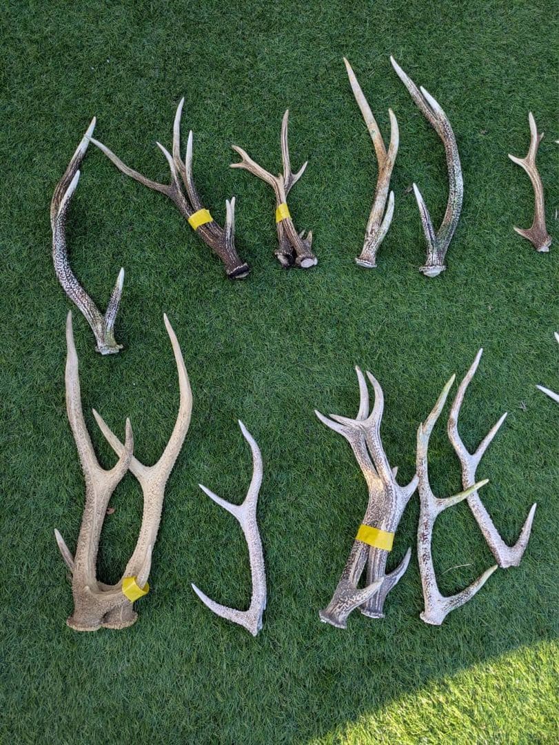 鹿　角　鹿の角 置物　ニホンジカ　27本　まとめ売り