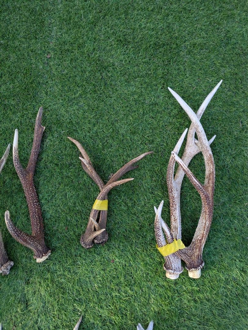 鹿　角　鹿の角 置物　ニホンジカ　27本　まとめ売り