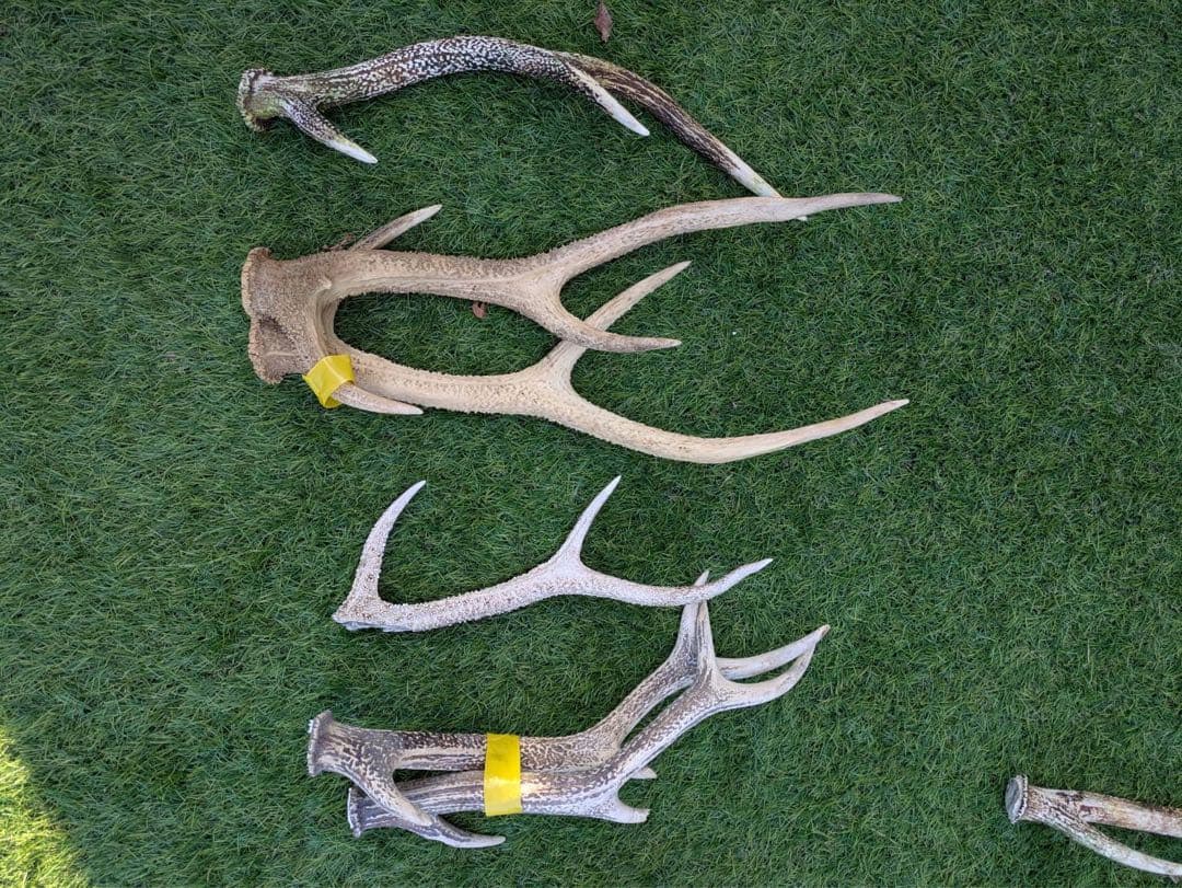 鹿　角　鹿の角 置物　ニホンジカ　27本　まとめ売り