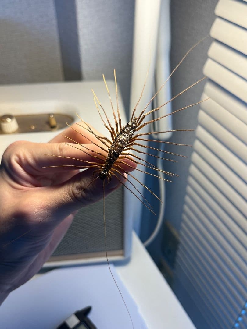 【珍標本】インドのゲジゲジ 奇蟲 昆虫 ムカデ人間サソリモドキタランチュラ