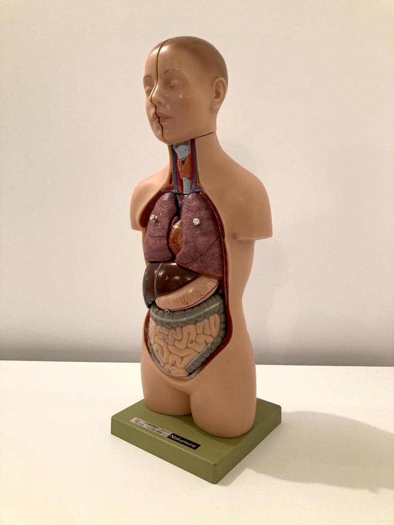 ドイツ ソムソ社製 SOMSO 人体解剖模型