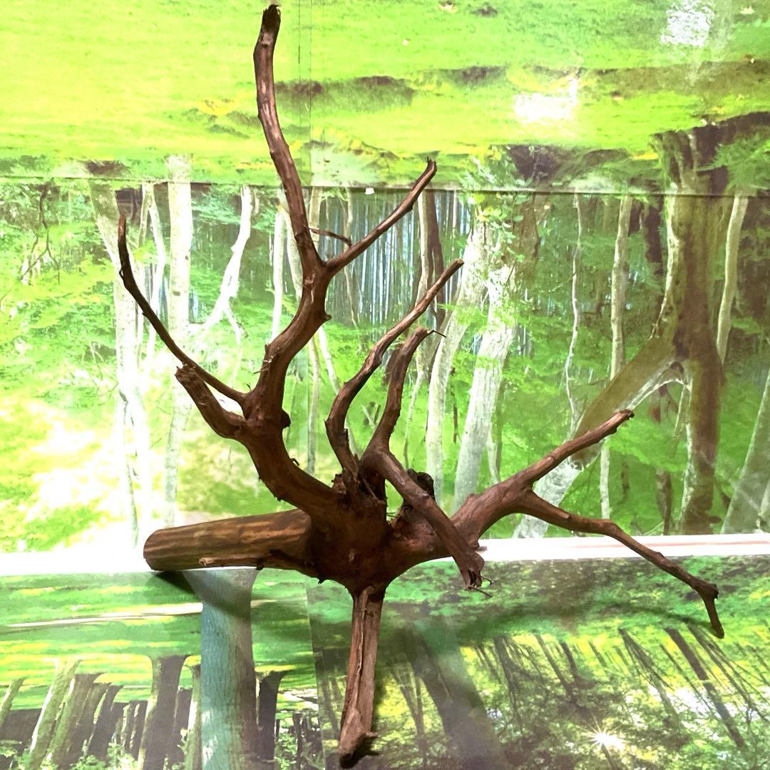 海賊王ご提案用　天然水槽用流木　煮沸沈水確認済　ブランチウッド