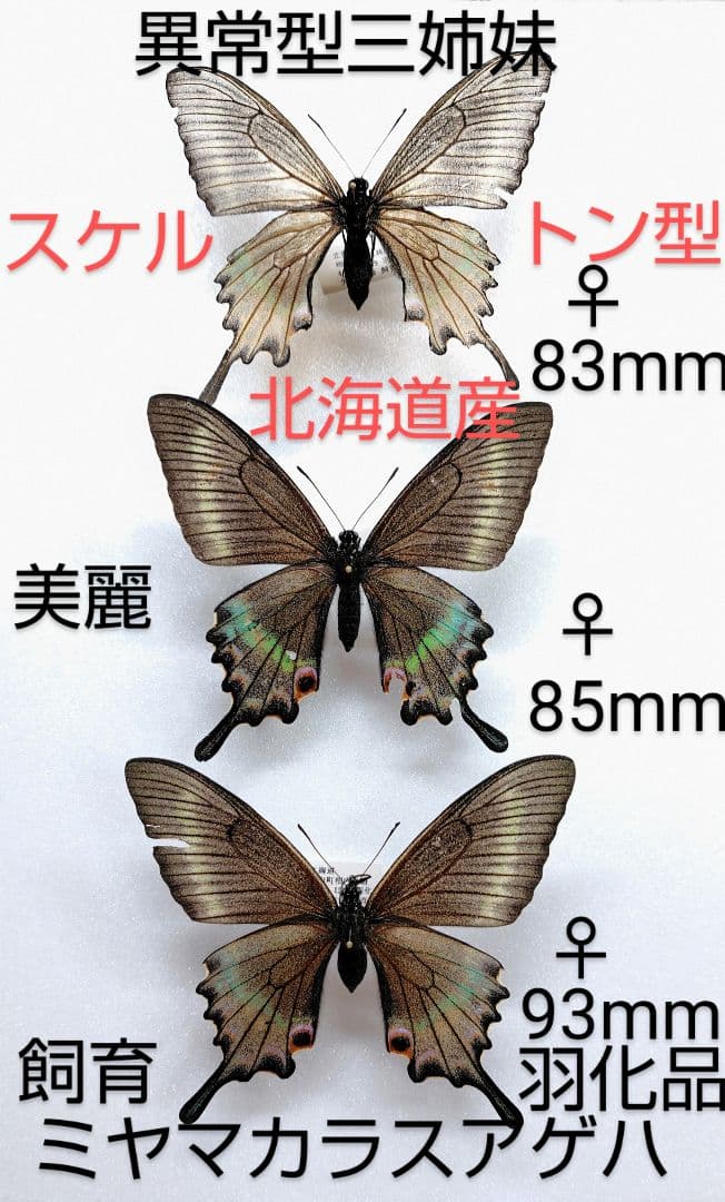 ☆ミヤマカラスアゲハ☆超異常型三姉妹 標本★北海道日本産★飼育羽化品