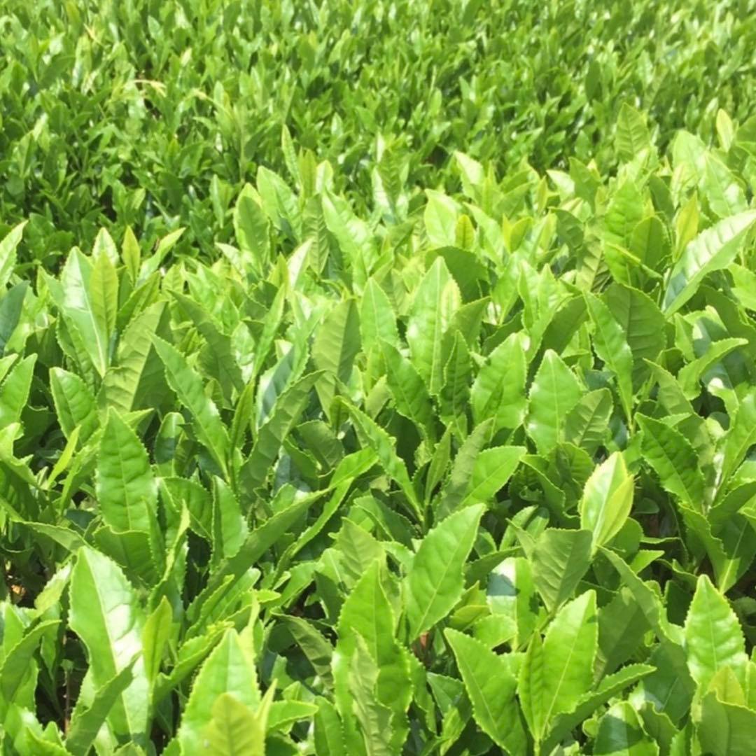 八女茶，新茶(特上煎茶)1000円5袋750円5袋 ライラです。