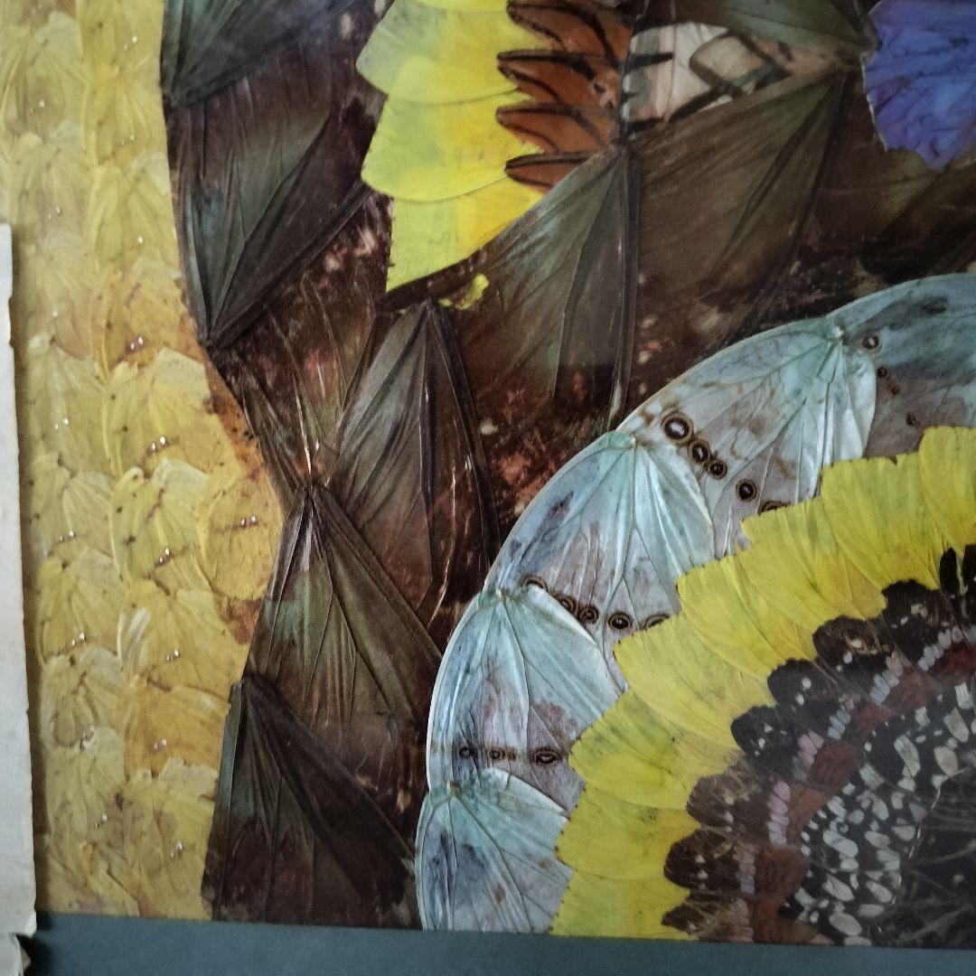 希少　蝶々の羽根を貼り合わせた作品　ブラジル