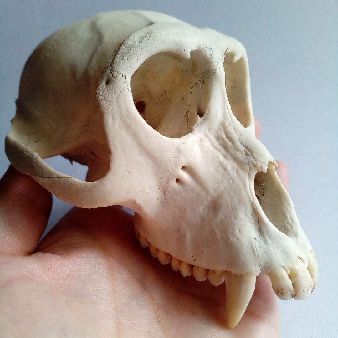 骨格標本　頭骨　ニホンザル　霊長類　スカル