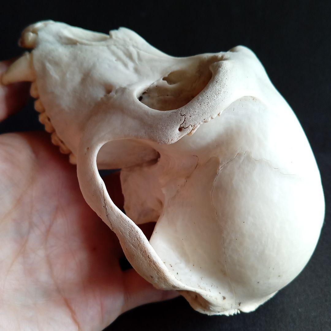 骨格標本　頭骨　ニホンザル　霊長類　スカル