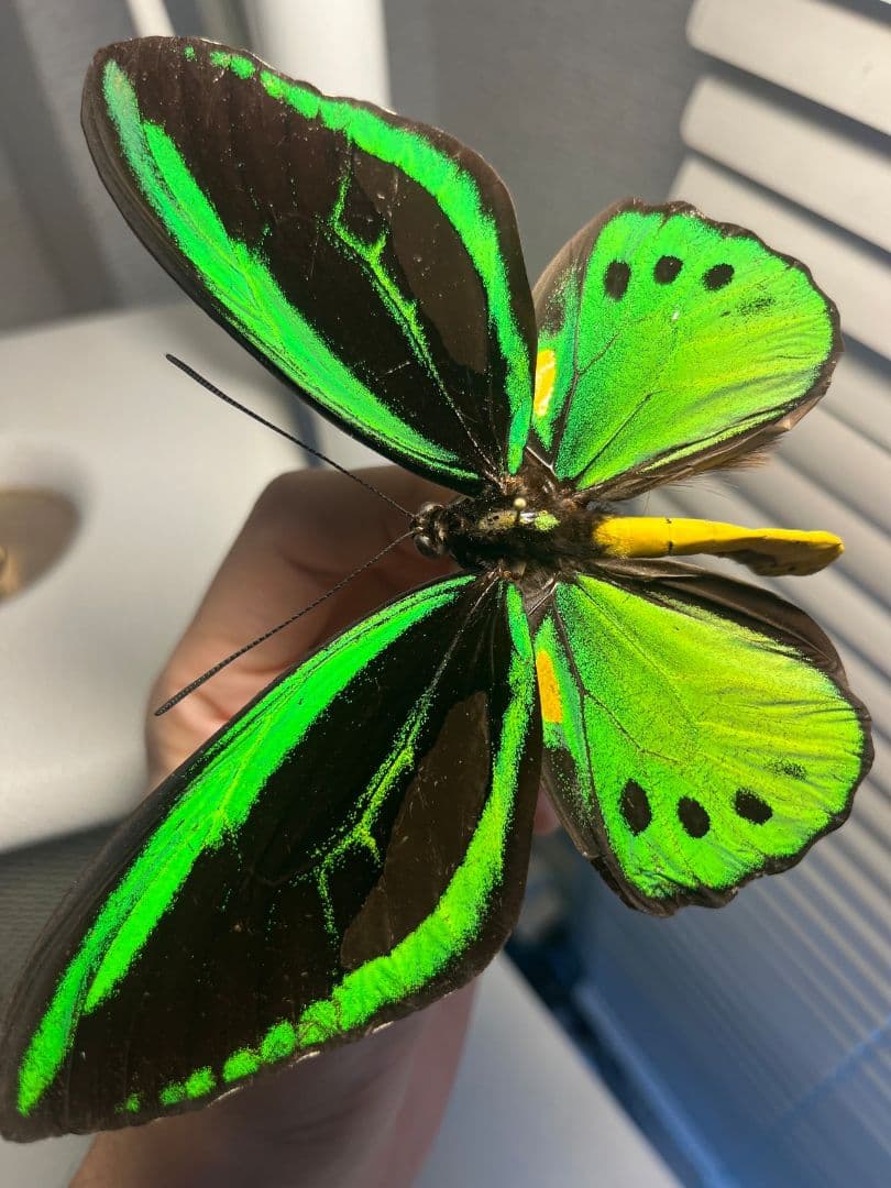 ミドリメガネトリバネアゲハ 展翅標本 外国産蝶標本 標本 蝶 採集品