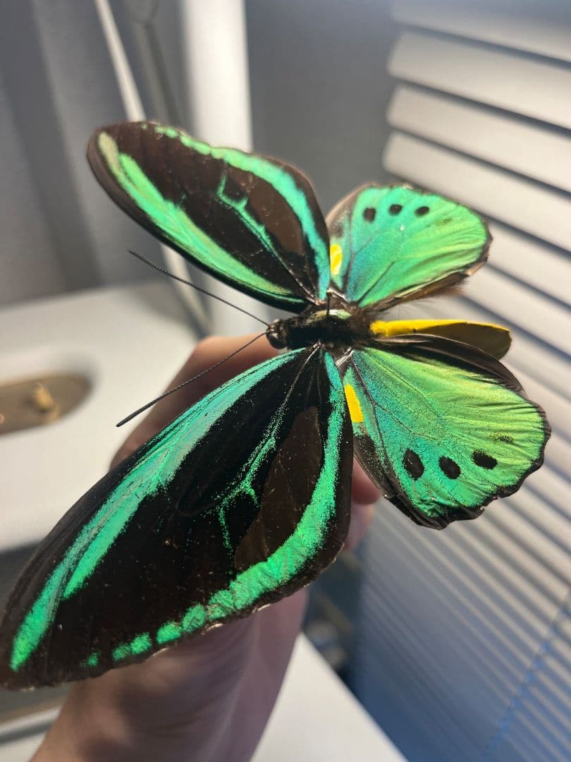 ミドリメガネトリバネアゲハ 展翅標本 外国産蝶標本 標本 蝶 採集品