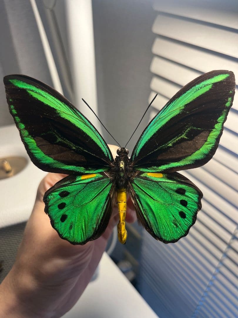 ミドリメガネトリバネアゲハ 展翅標本 外国産蝶標本 標本 蝶 採集品