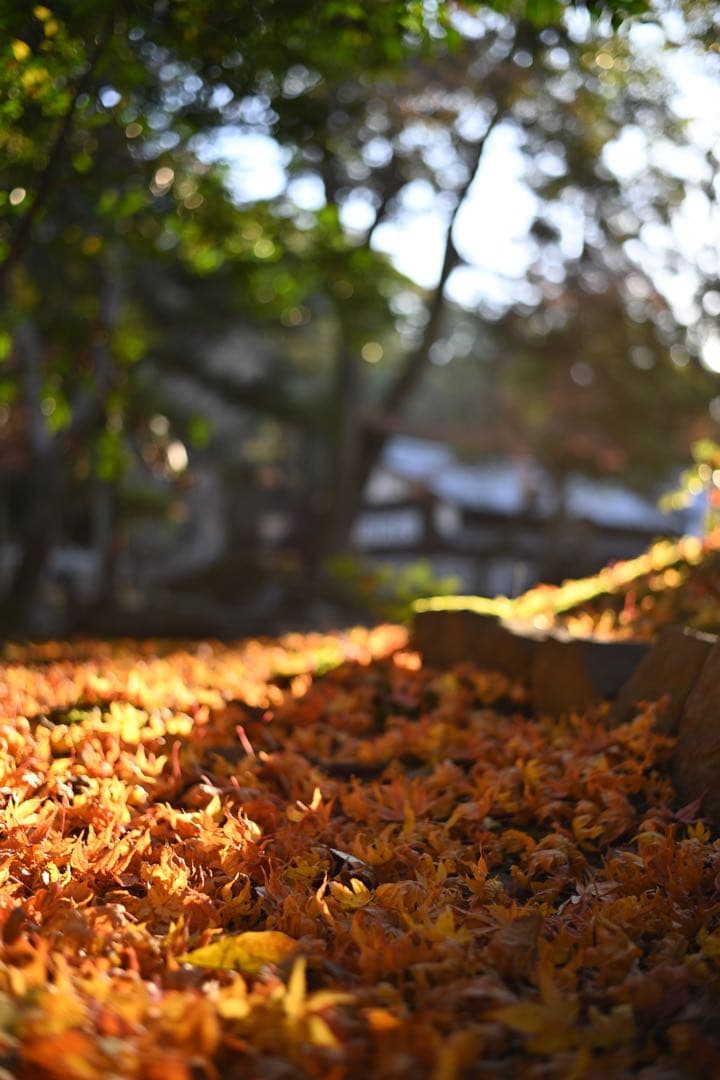 【美品】Nikon Z fc レンズ・グリップ付き