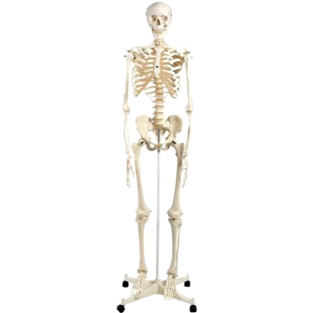 未使用品　人体模型 人体骨格モデルA10 3B SmartAnatomy