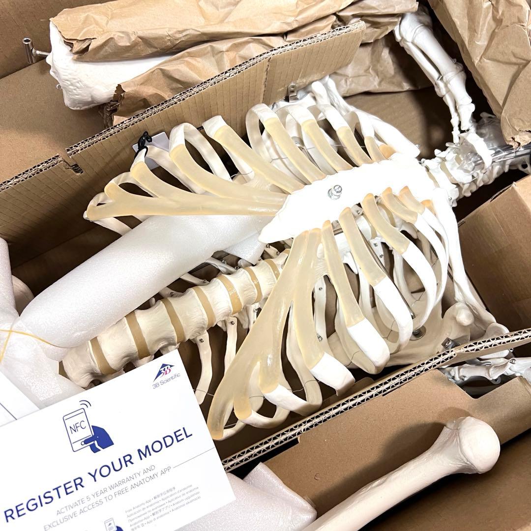 未使用品　人体模型 人体骨格モデルA10 3B SmartAnatomy