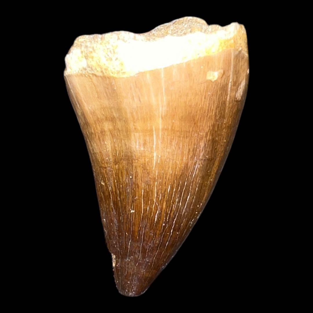 白亜紀の驚異！プログナトドン・ギガンテウスの化石歯 - 極上の一品