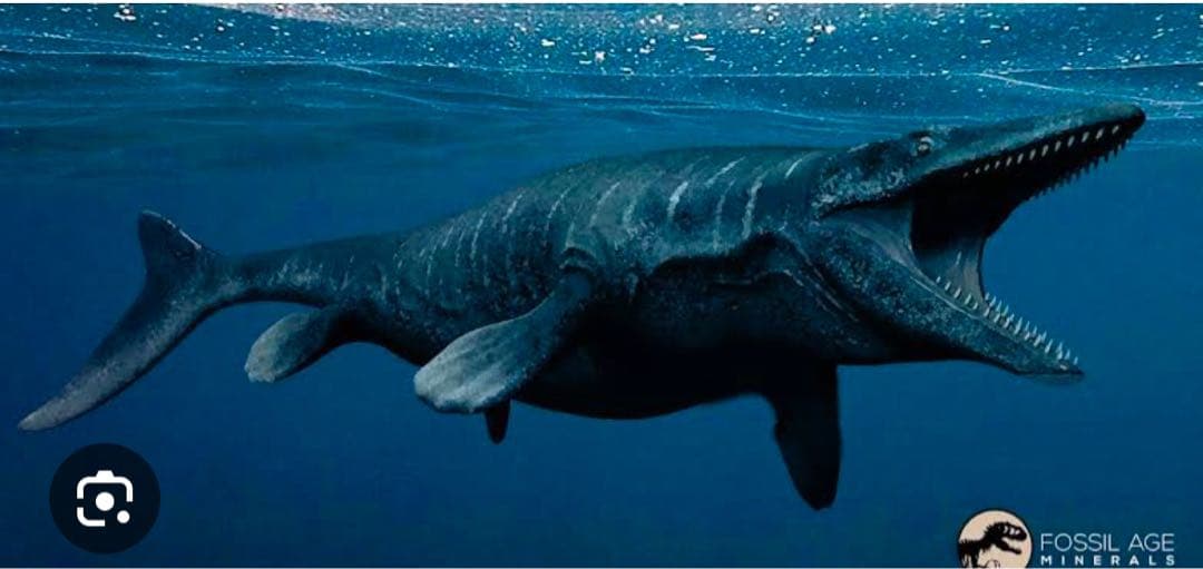 白亜紀の驚異！プログナトドン・ギガンテウスの化石歯 - 極上の一品